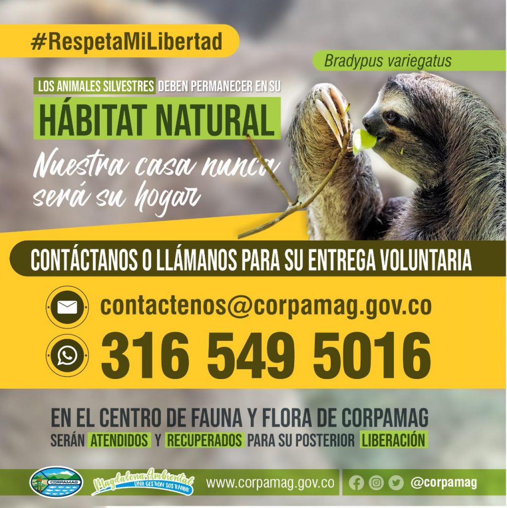 Corpamag realiza una invitación para que los animales silvestres permanezcan en su habitat natural ya que nuestra casa nueca será su hogas. Contactar o llamar para su entrega voluntaria al 3165495016 o por correo al contactenos@corpamag.gov.co
En el centro de fauna y flora de corpamag serán atendidos y recuperados para su posterior liberación.