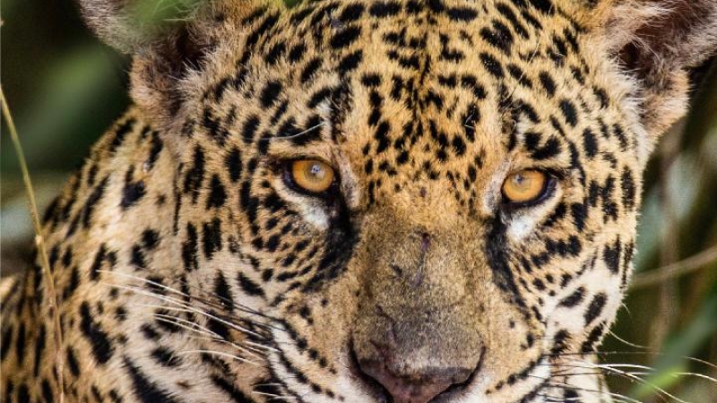 CORPAMAG conmemoró el Día Internacional del Jaguar