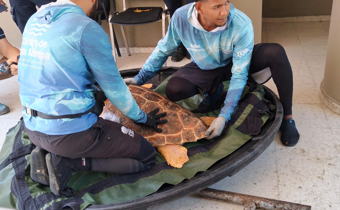 Personal del centro de fauna de corpamag atendiendo tortuga