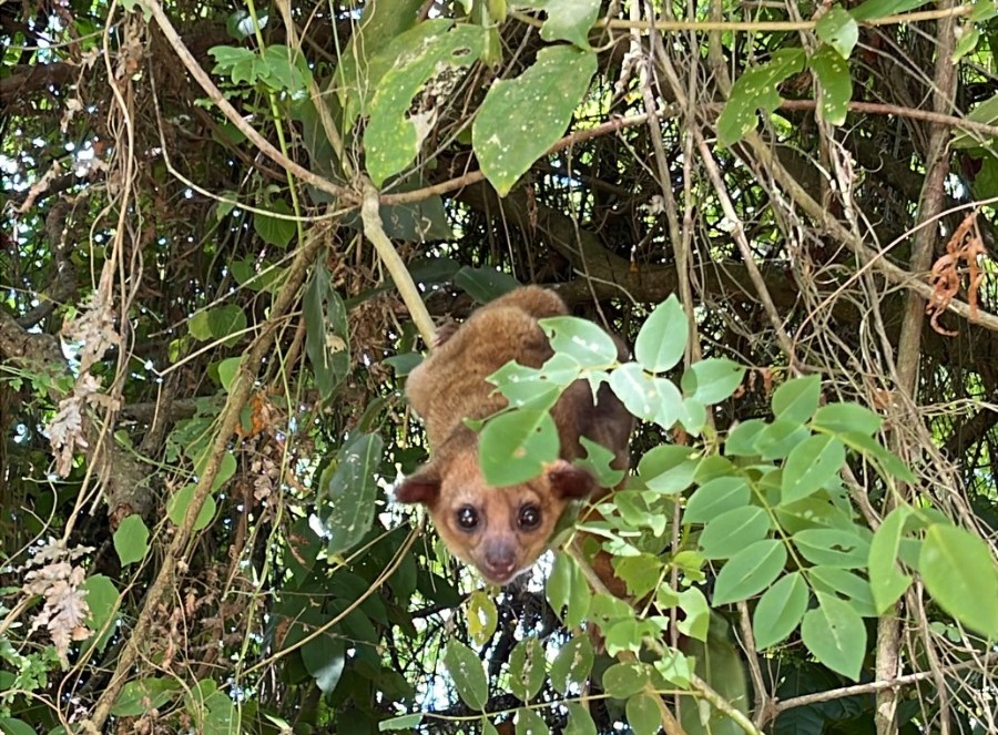 Animal Silvestre liberado montado en un arbol