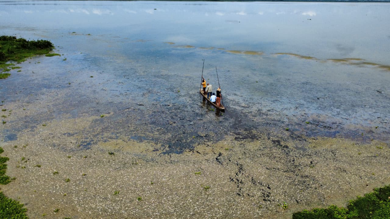 panoramica cienaga con peces canoa