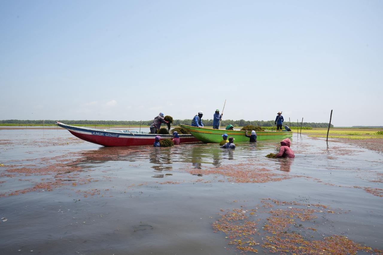Pescadores recogiendo manualmente hydrilla