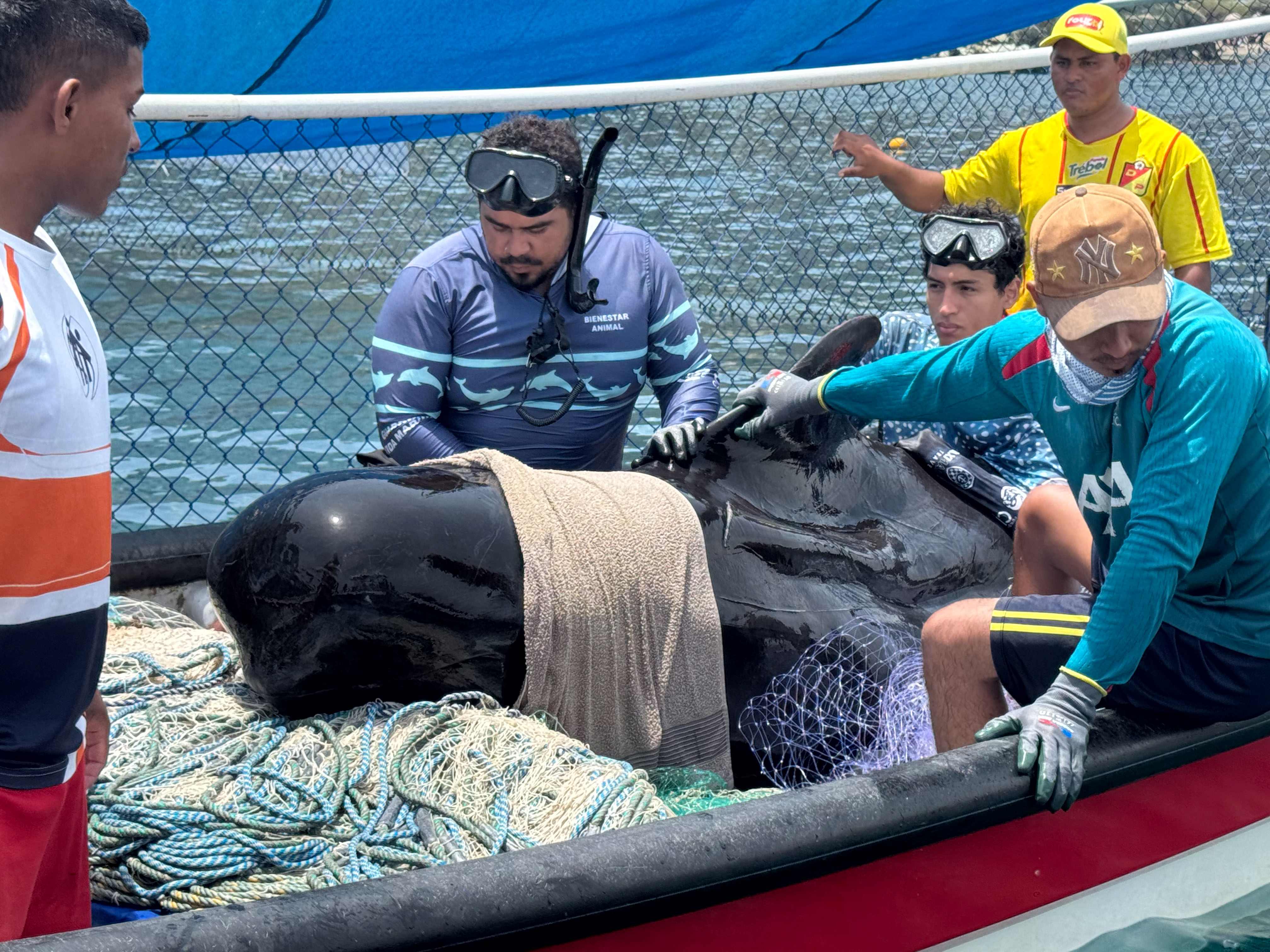 Ballena en embarcaciones con los veterinarios 