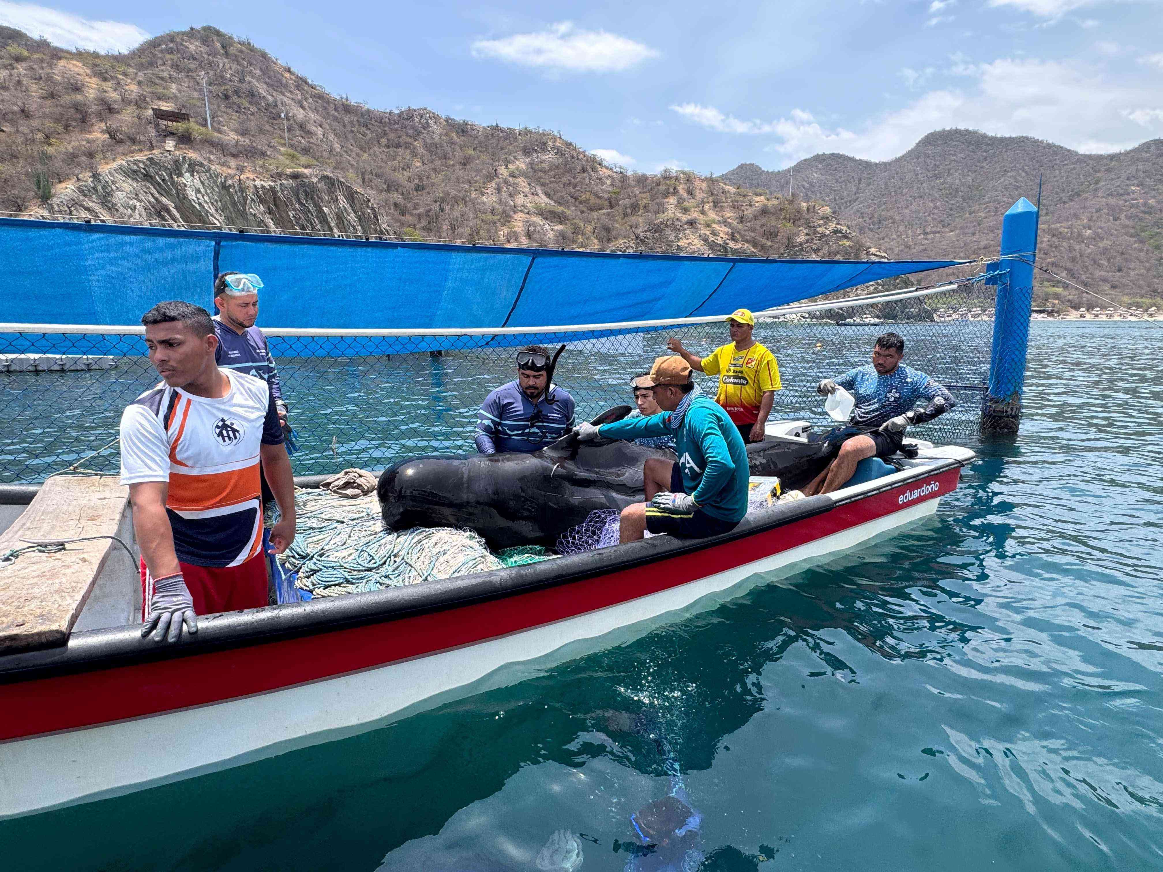 Ballena delfin en el bote con el personal tecnico