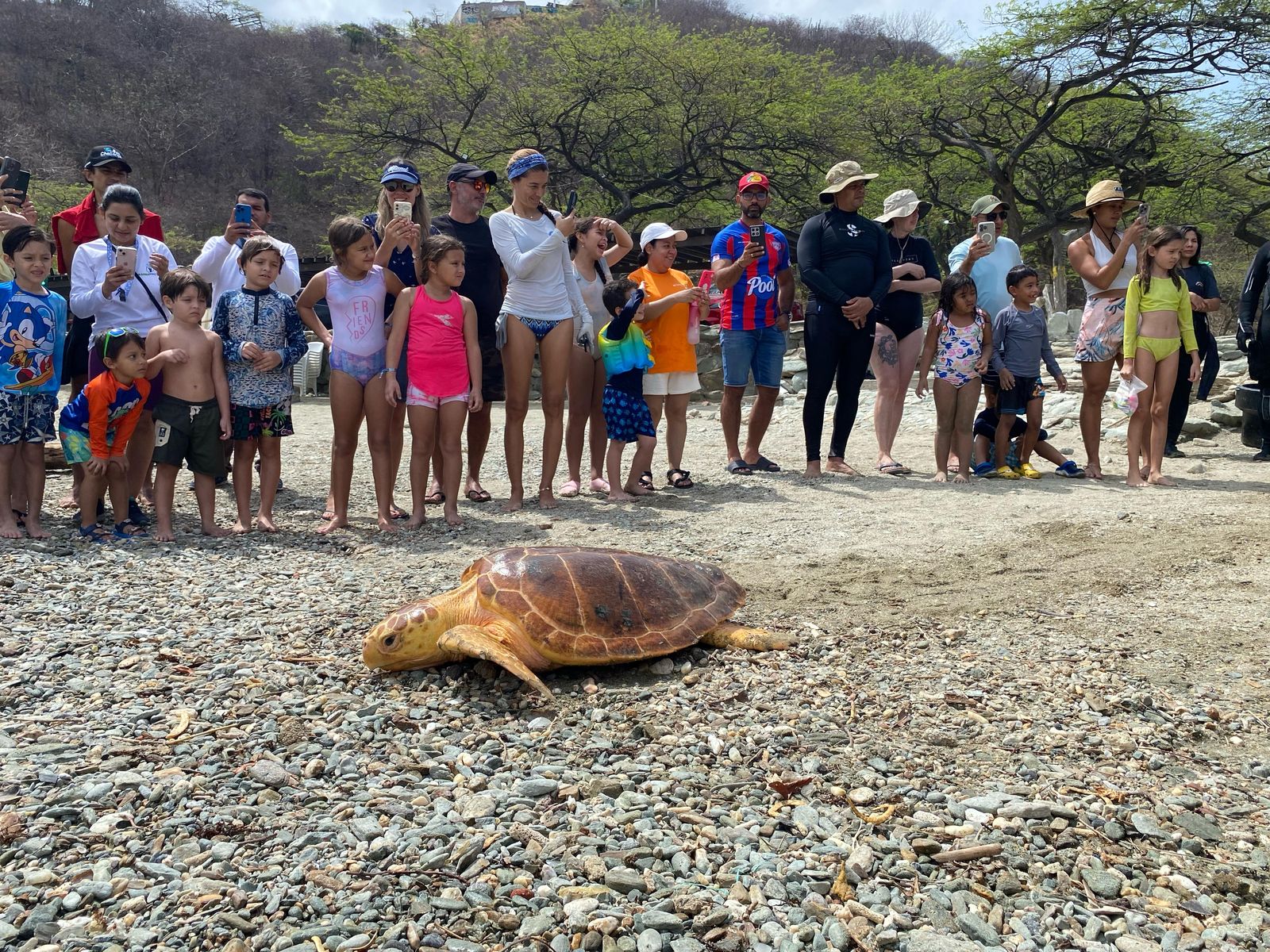 Liberacion tortuga personas observando