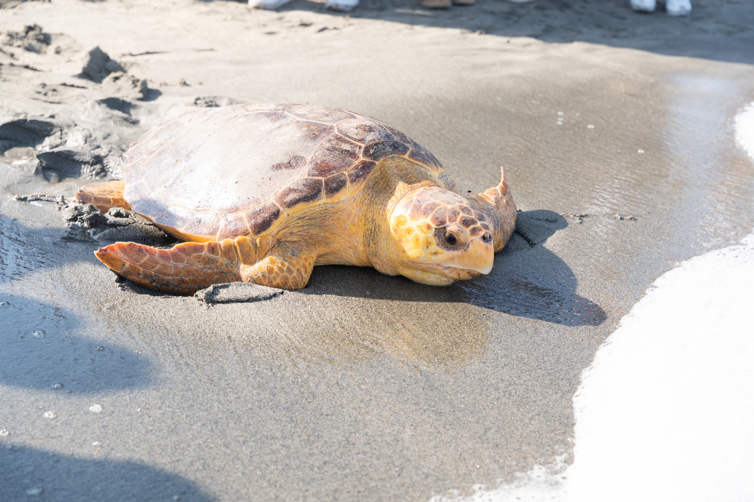 Tortuga en el mar