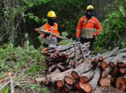 trabajadores haciendo tala